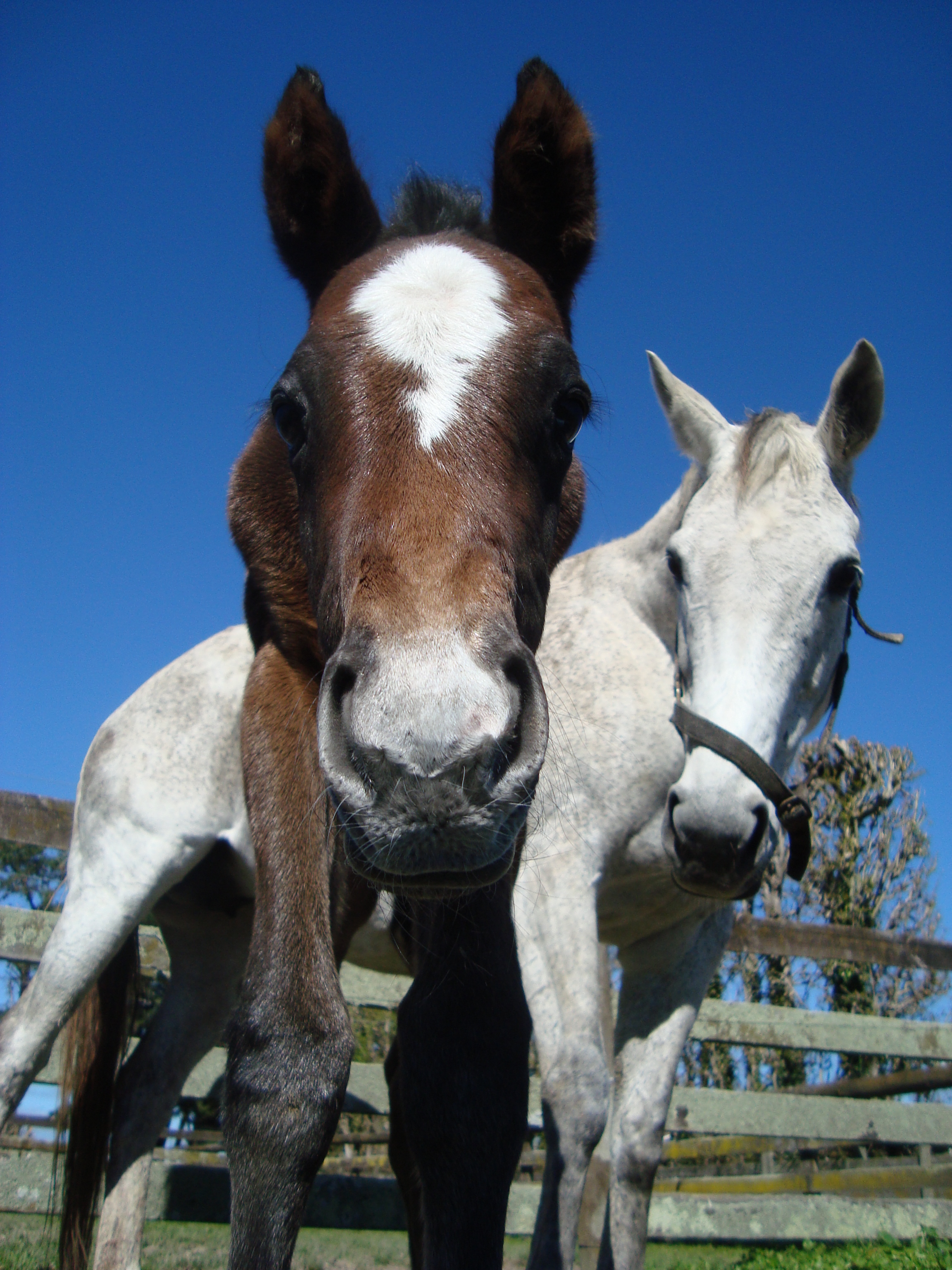 Do Mares Get Diarrhea Before Foaling