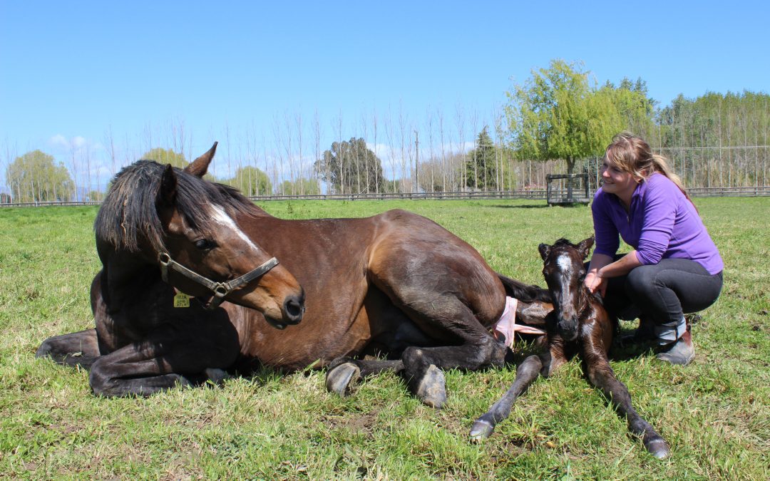Welcome to “The Horse Midwife” – the place for everything foaling!