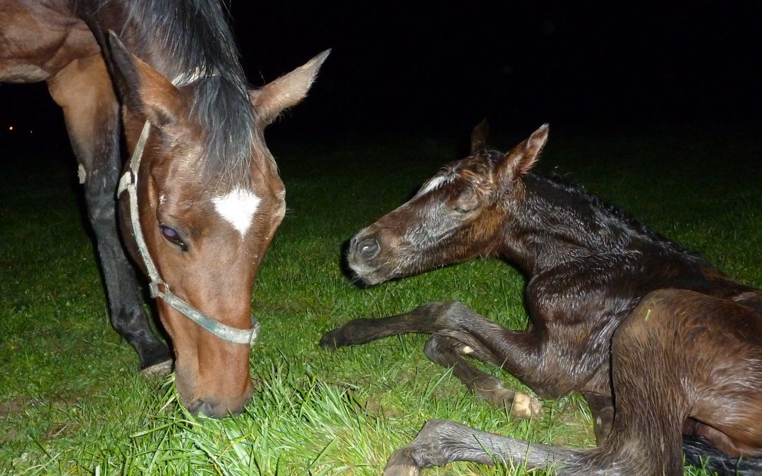 5 Tips To Help You Prepare For Foaling