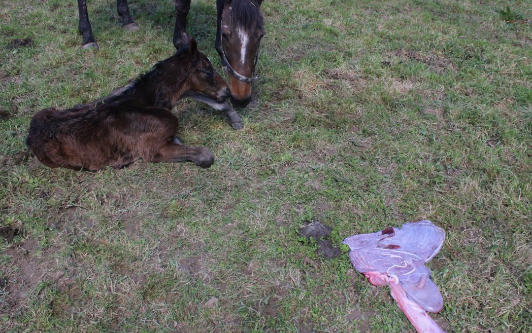 Five things every breeder should (but may not) know about the mare’s placenta