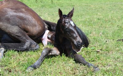 Five Signs Your Newborn Foal is Healthy